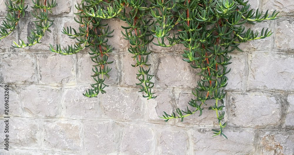 Naklejka premium brick stone grey wall and plant
