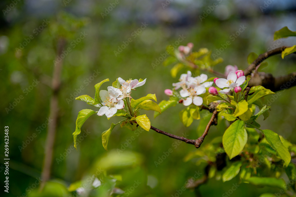 The flowers of the apple The flowers of the apple