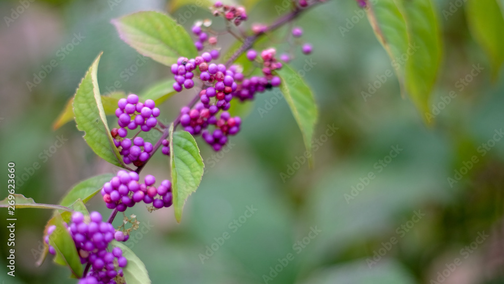Purple Wonderberries Purple Wonderberries