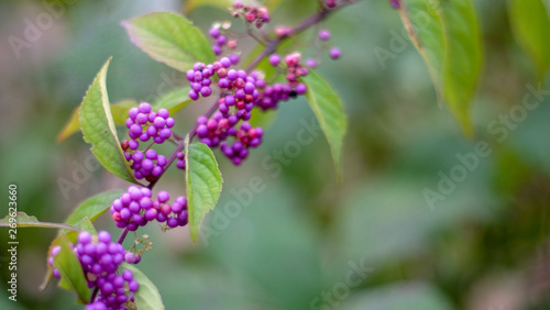 Fototapeta Naklejka Na Ścianę i Meble -  Purple Wonderberries