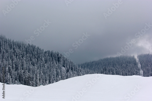 snow in the forests
