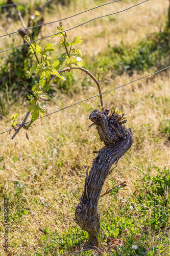 Springtime.Young green leaves on an old French vine. Vineyards agriculture in spring. Sunny day. Soft focus.