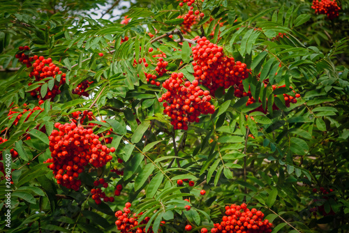 Rowan branches with ripe red fruits lit by sunlight