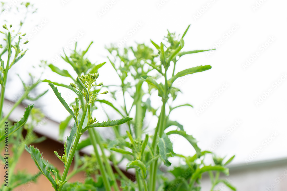 Kale flowers about to form on a kale biennial, edible vegetable plant, against a cloudy white sky, with diffused light. Kale is forming flowers. Kale flowers about to form on a kale biennial, edible vegetable plant, against a cloudy white sky, with diffused light. Kale is forming flowers.