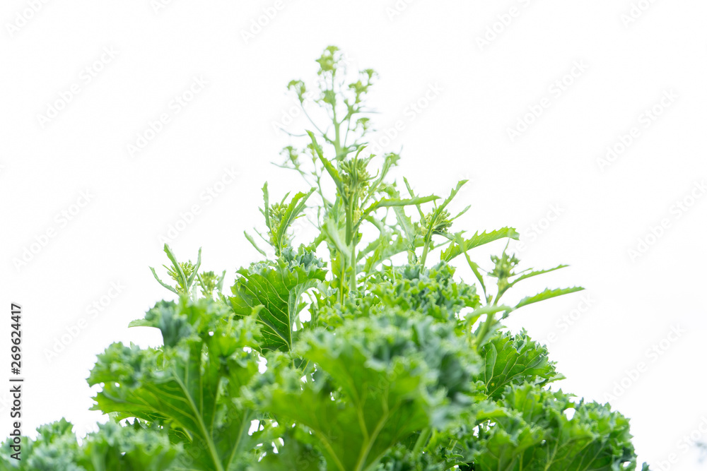 Fototapeta premium Kale biennial vegetable plant bolting with flowers, which are about to form, on a white, isolated background, looking up.