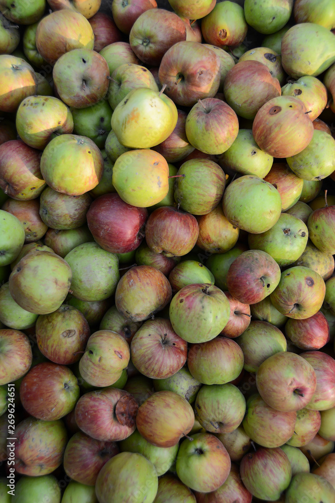 A large number of organic green red apples. Healthy food. Fruits. Wallpaper and patern. A large number of organic green red apples. Healthy food. Fruits. Wallpaper and patern.