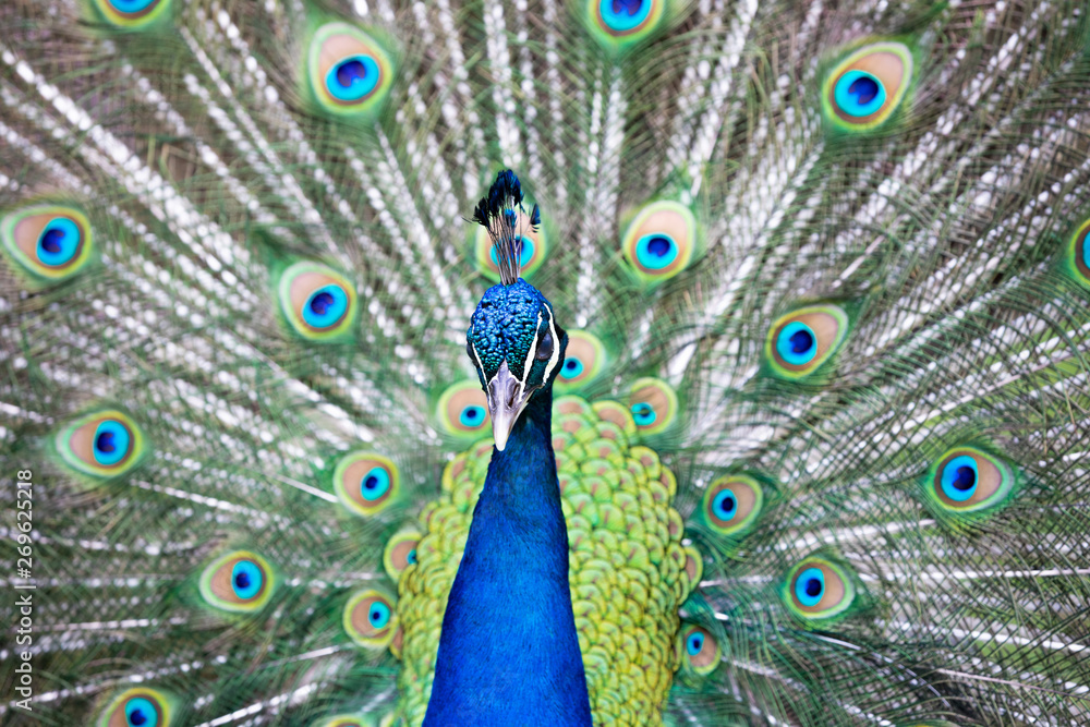 Obraz premium Paw we wszystkich kolorach