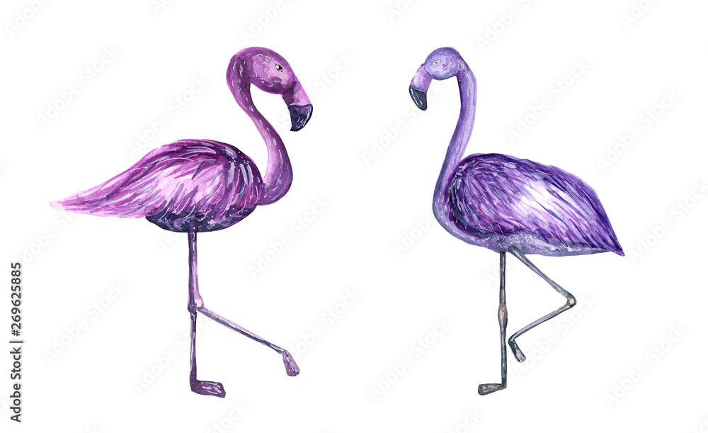 Obraz premium watercolor flamingo illustration