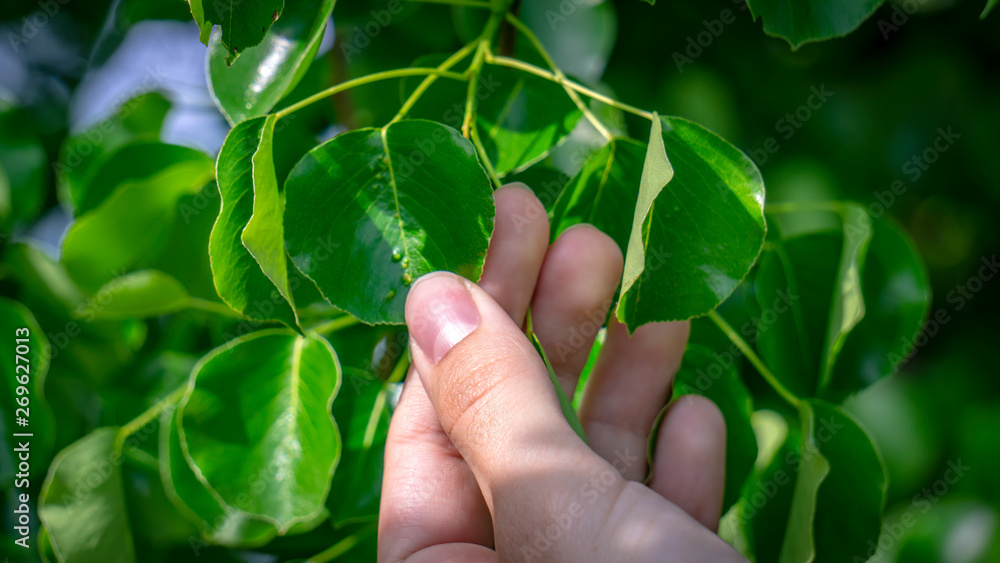 hand holding green leaf. hold green leaves in hand. spring bloom. hand holding green leaf. hold green leaves in hand. spring bloom.