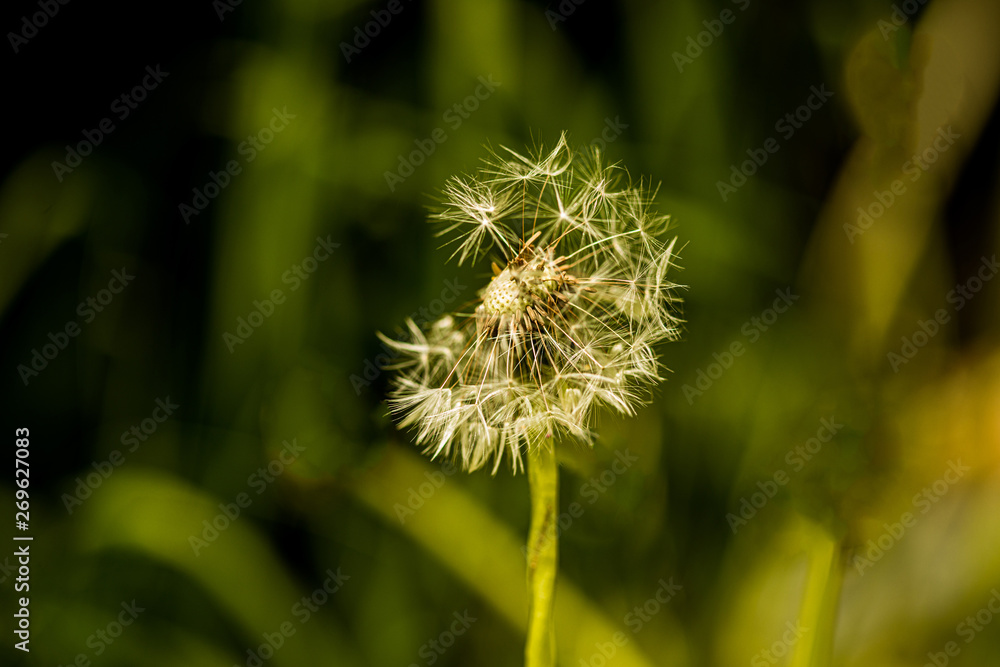 dew drops on the seeds of dandelion dew drops on the seeds of dandelion