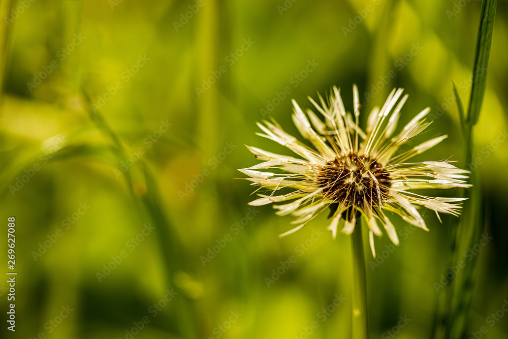 dew drops on the seeds of dandelion dew drops on the seeds of dandelion