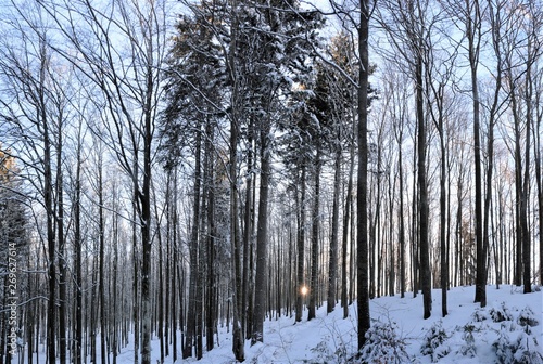 a sunrise in the forest in winter