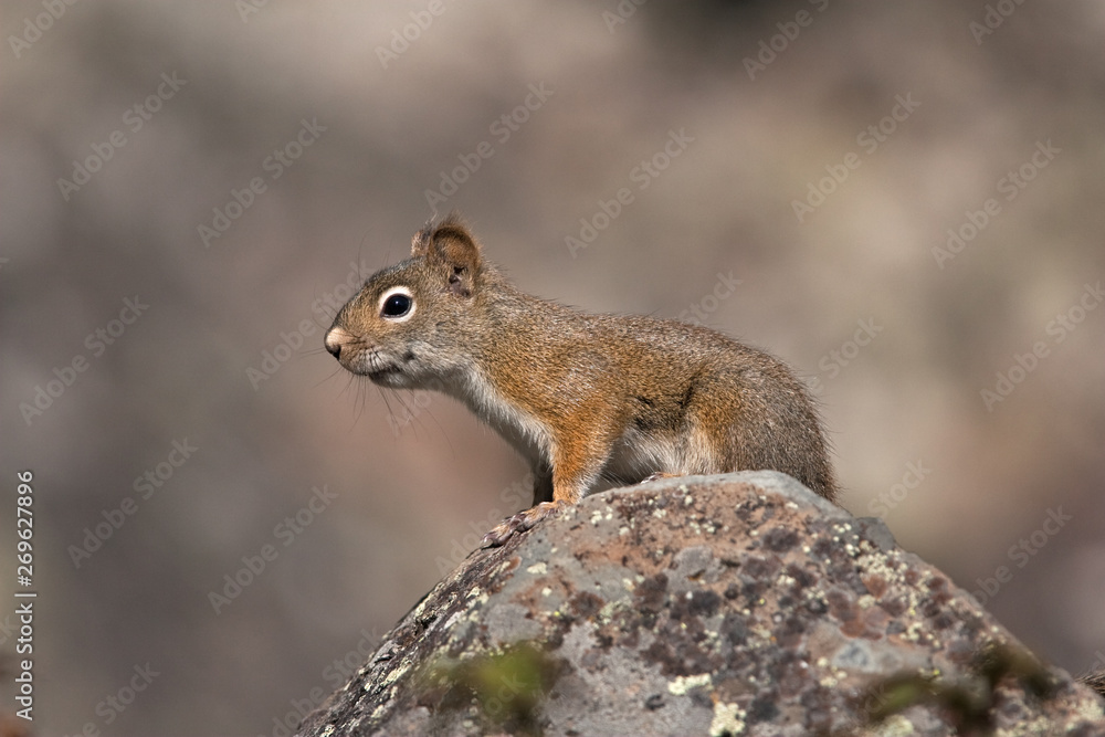 Fototapeta premium American red squirrel, tamiasciurus hudsonicus, squirrel, yellowstone national park