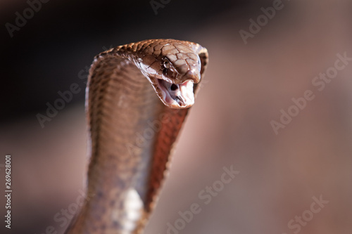  Cape cobra, naja nivea, yellow cobra, south africa,cobra photo