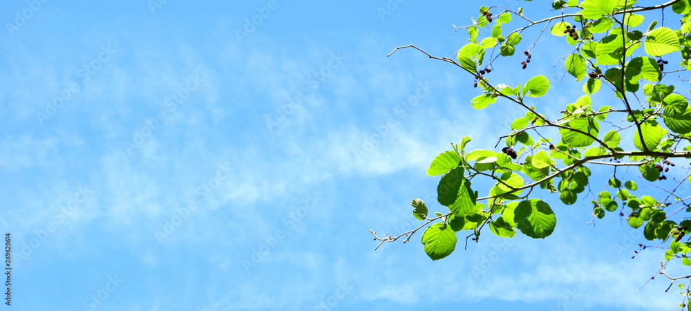 Erle mit grünen Blättern vor blauen Himmel mit Wolken Erle mit grünen Blättern vor blauen Himmel mit Wolken