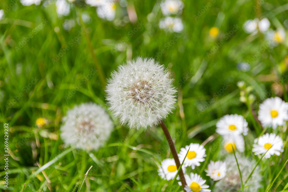 Close-up of a dandelion, environmental background Close-up of a dandelion, environmental background