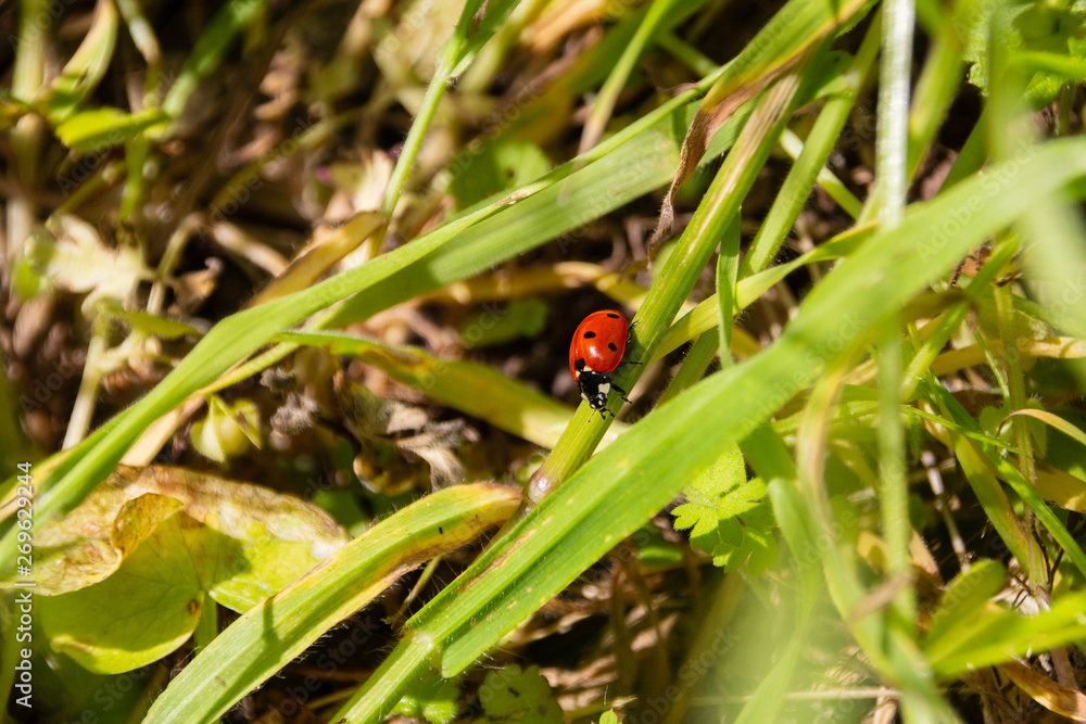 Close-up of a ladybug, environmental background Close-up of a ladybug, environmental background