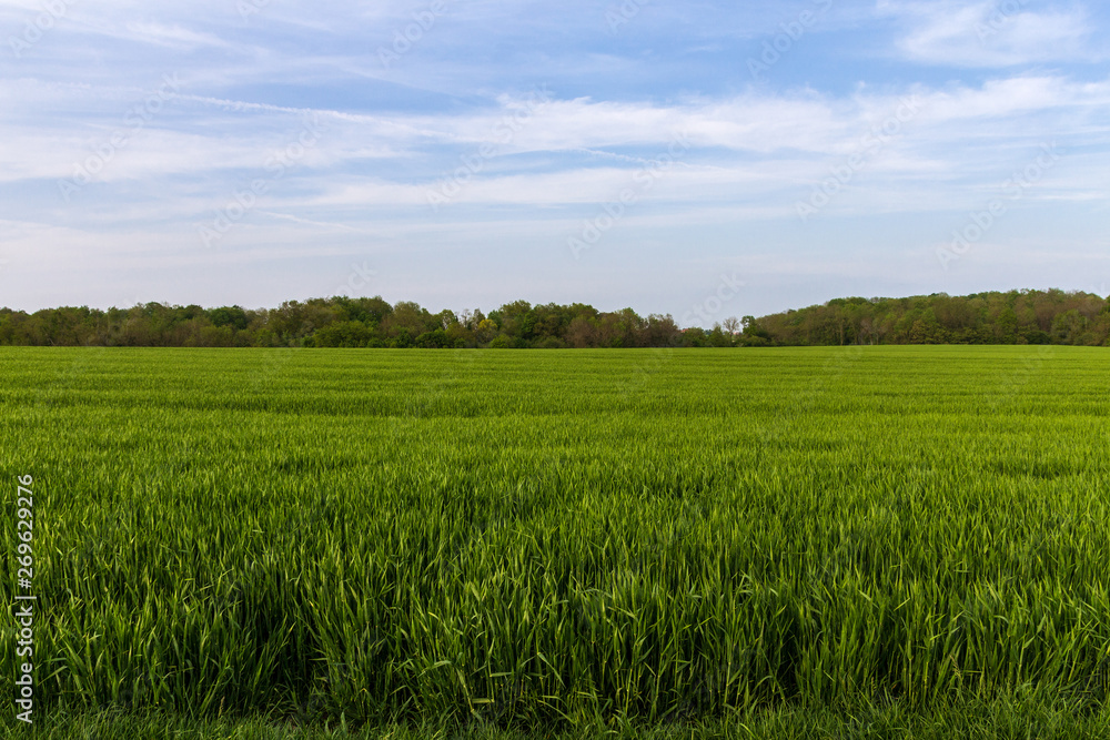 Countryside landscape with green grass and blue sky in Northern France