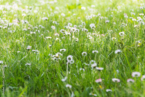 Daisy flowers and green grass, environmental background
