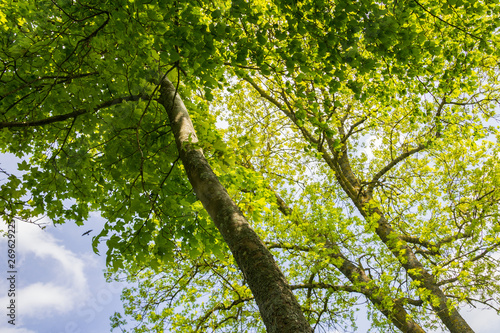 Trees with green leaves, bottom view