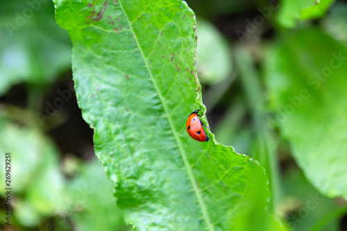 Close-up of a ladybug, environmental background