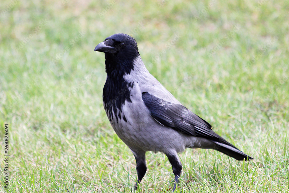 Crow in the city park Crow in the city park