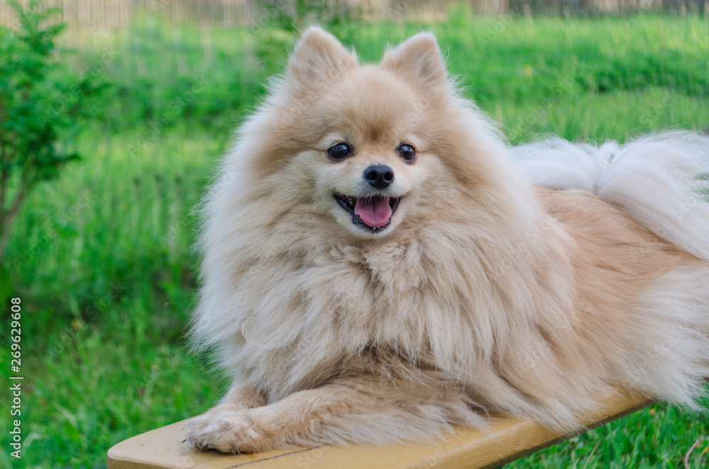The dog Pomeranian shpitz look into the camera, guard the house. team to lie down. The dog Pomeranian shpitz look into the camera, guard the house. team to lie down.