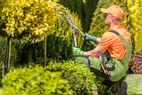 Men Shaping Garden Trees