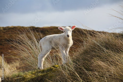 Sylt - The most beautiful island of Germany photo