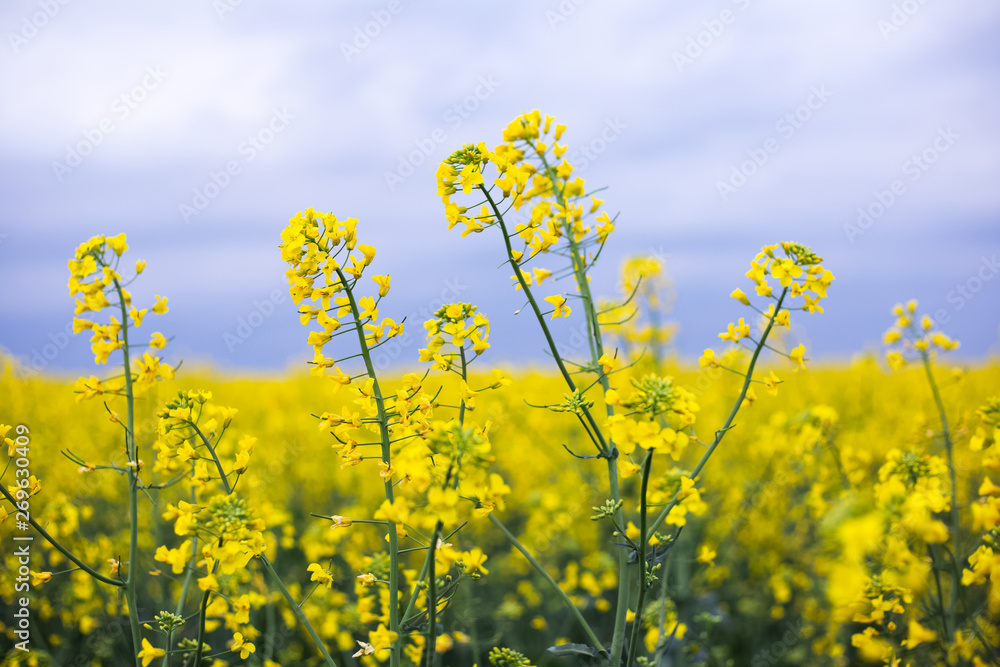 Obraz premium Close-up of rapeseed flower on background of rainy sky