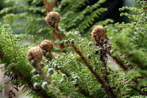 Grannen-Schildfarn, Borstiger Schildfarn (Polystichum setiferum) photo