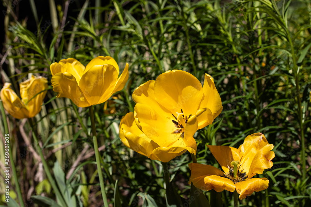 yellow tulips in the garden yellow tulips in the garden