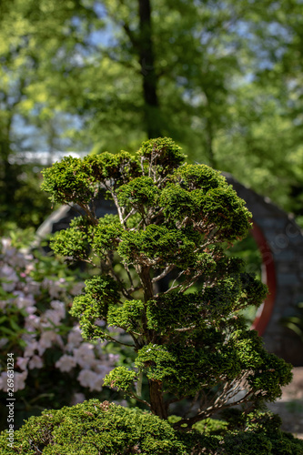 tree in the garden