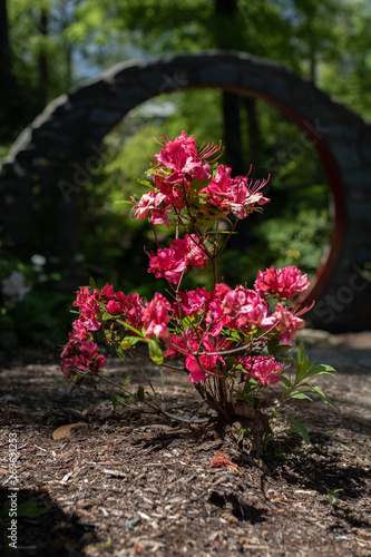 flowers in garden