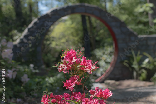 flowers in the garden