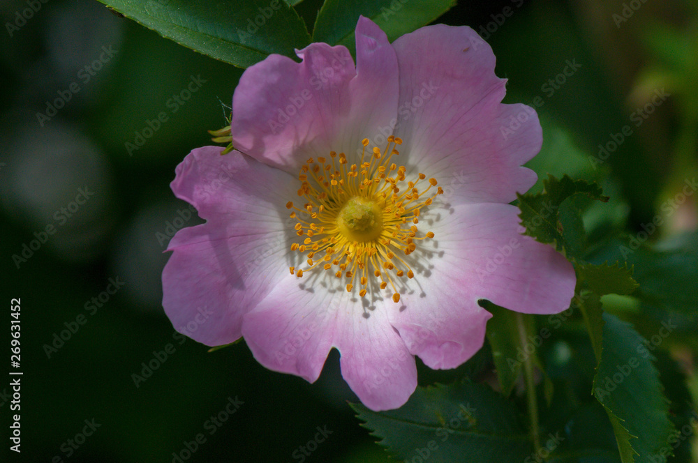Rosenblüte Rosenblüte