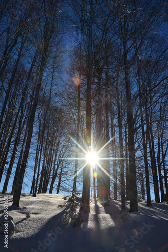a sunrise in the forest in winter
