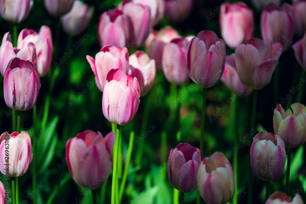 Fototapeta premium Beautiful and colorful tulips on the sunny field. Large close-up photography from Tulip Festival.