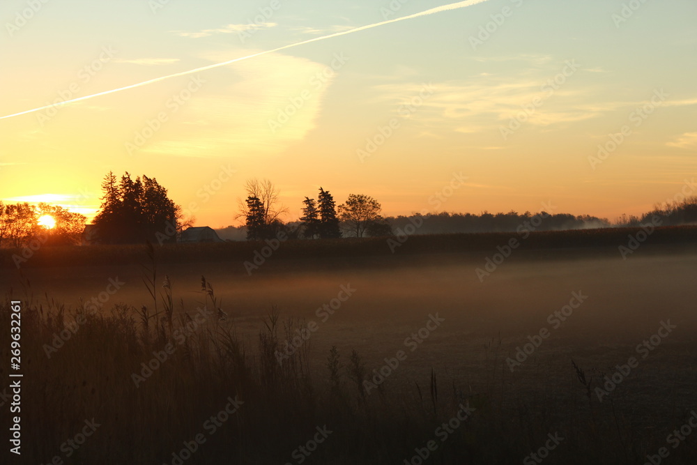 Foggy Meadow Morning