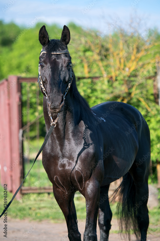 portrait of black sportive TRakehner stallion. spring portrait of black sportive TRakehner stallion. spring