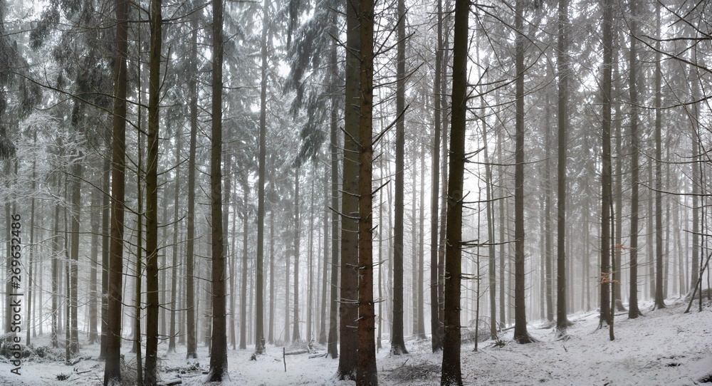 in the pine forest in winter in the pine forest in winter