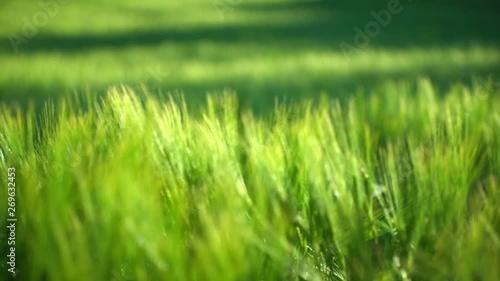 Wallpaper Mural Green wheat field on wind in summer 4K Torontodigital.ca