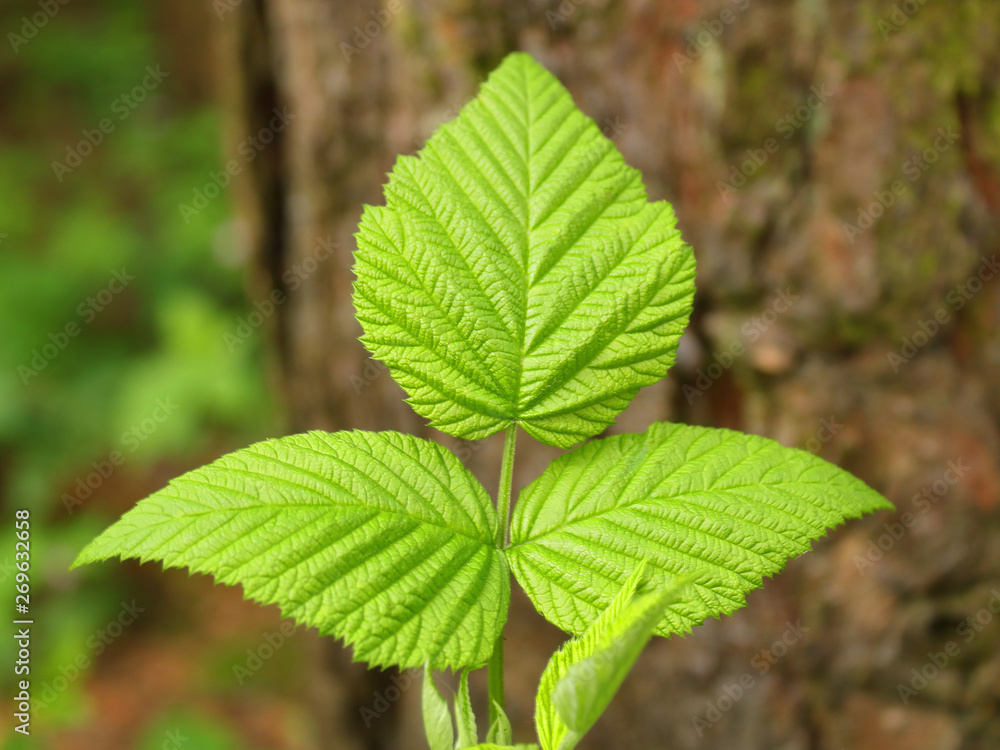 green leaves in spring in the forest green leaves in spring in the forest
