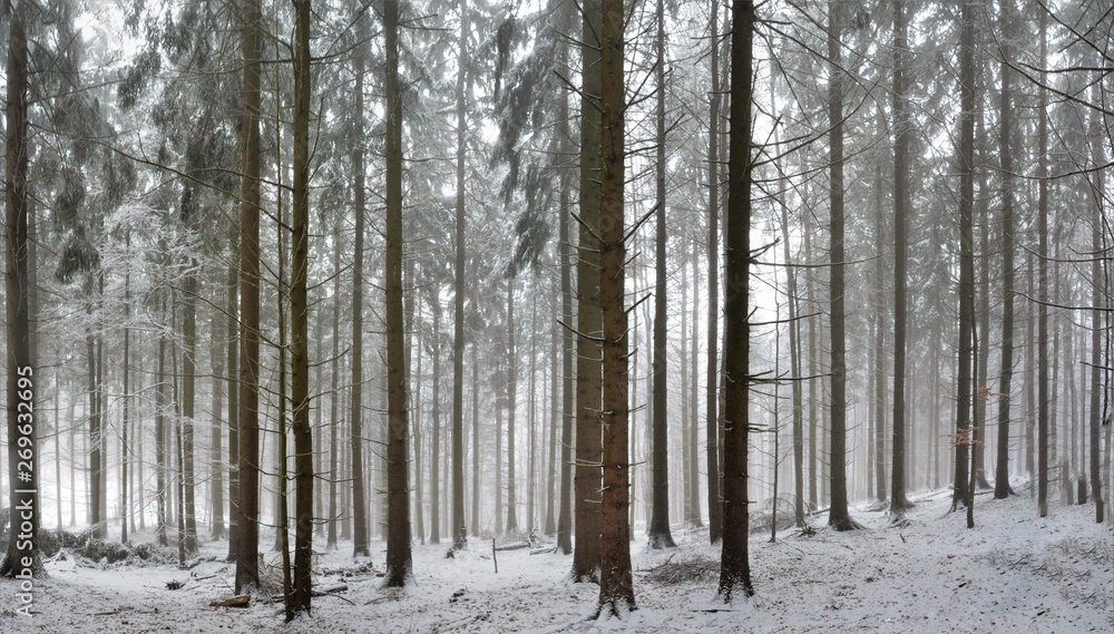 Naklejka premium landscape in winter forest