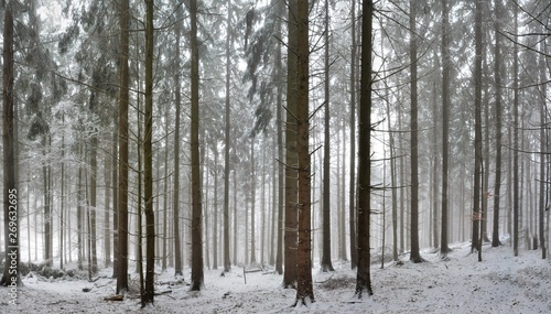 landscape in winter forest