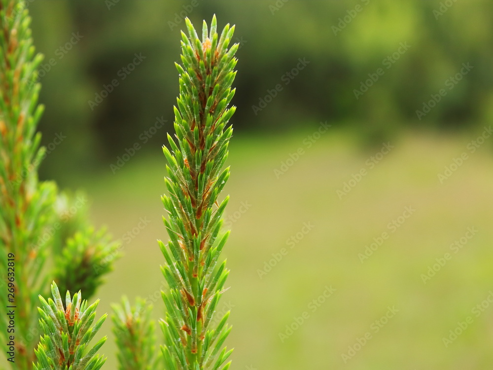spring shoots of pine close-up blurred background spring shoots of pine close-up blurred background