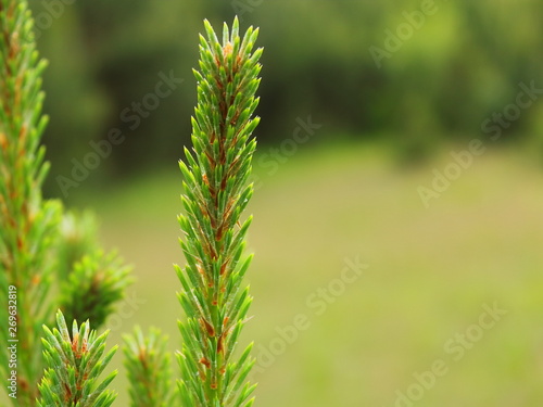 spring shoots of pine close-up blurred background