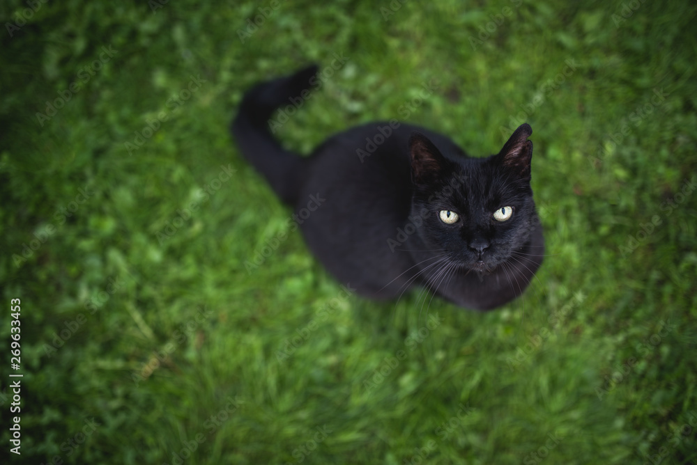 high angle view of a black domestic shorthair cat with ear notch sitting on the lawn looking up begging for treats
