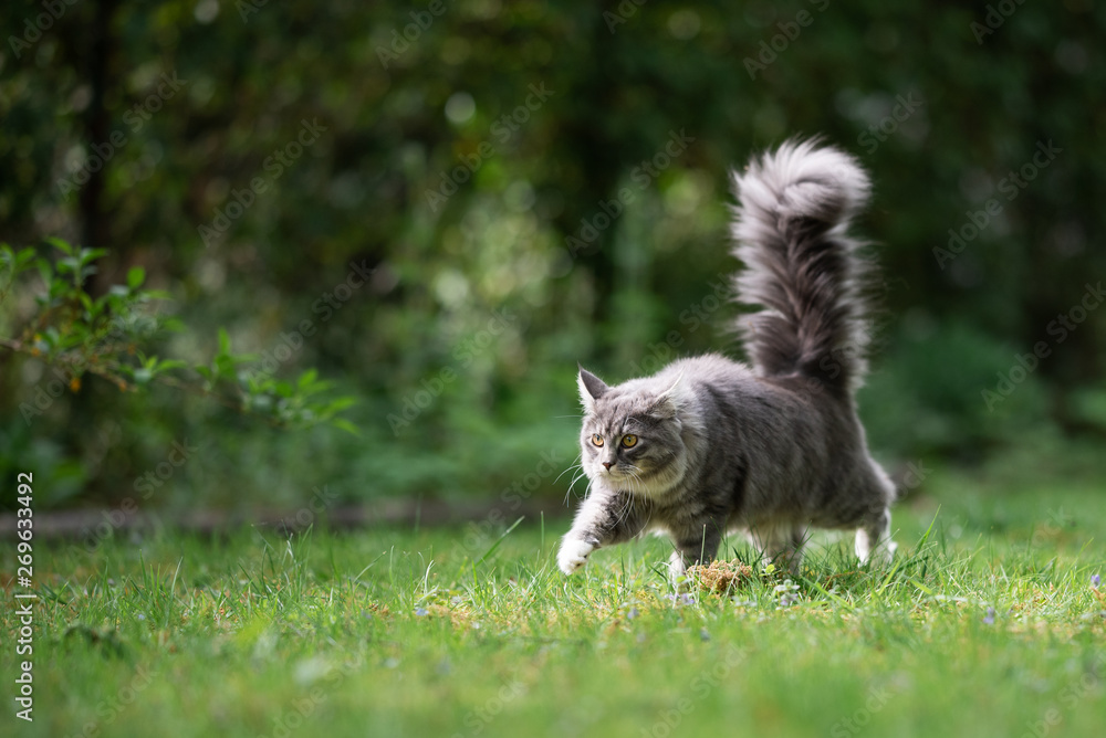 playful young blue tabby maine coon cat walking along the garden looking straight ahead