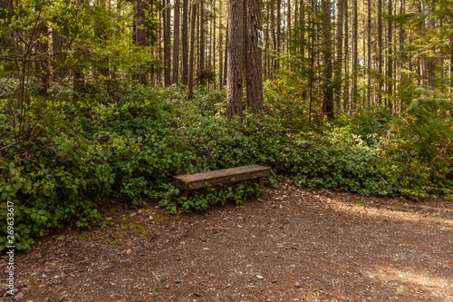 wooden park bench in the forest restful